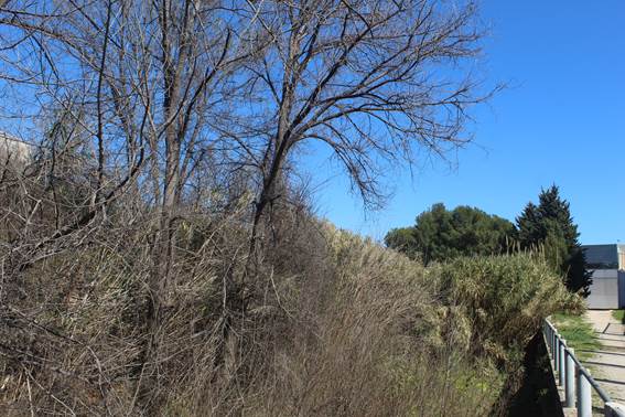 Un grupo de árboles  Descripción generada automáticamente con confianza media